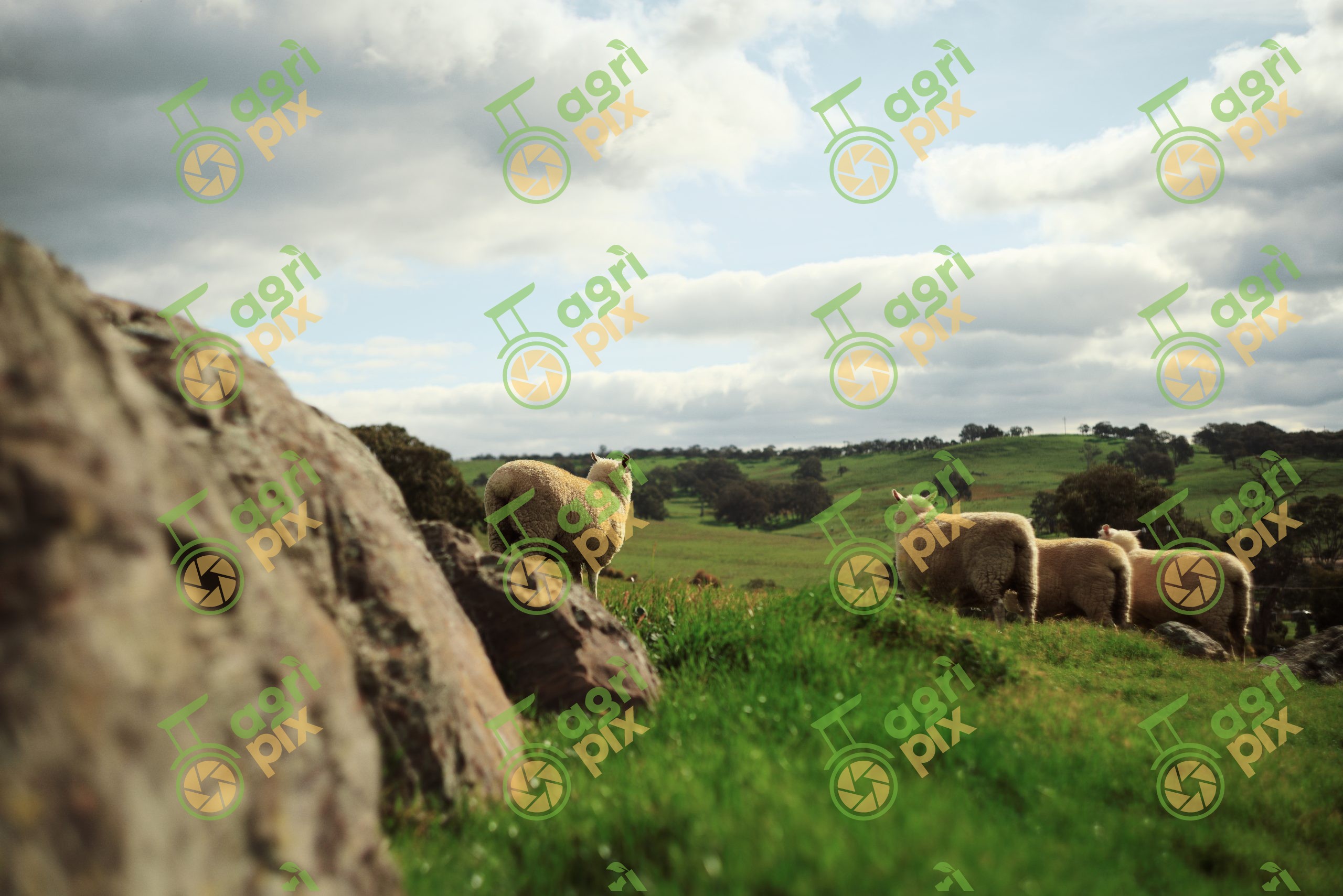 Mixed Breed Sheep Grazing on Winter Pasture at Tungkillo, South Australia