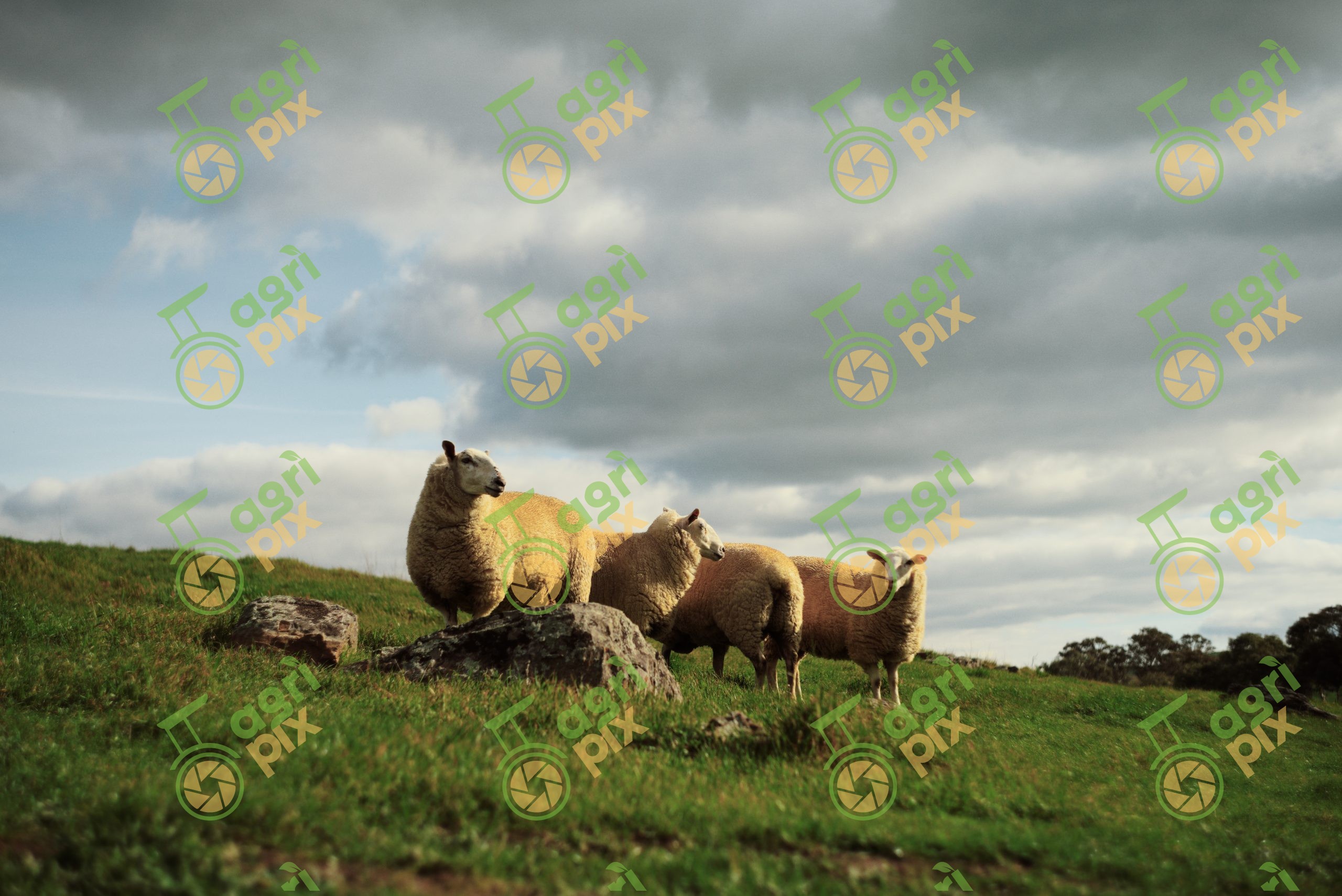 Mixed Breed Sheep on Winter Pasture at Tungkillo, South Australia