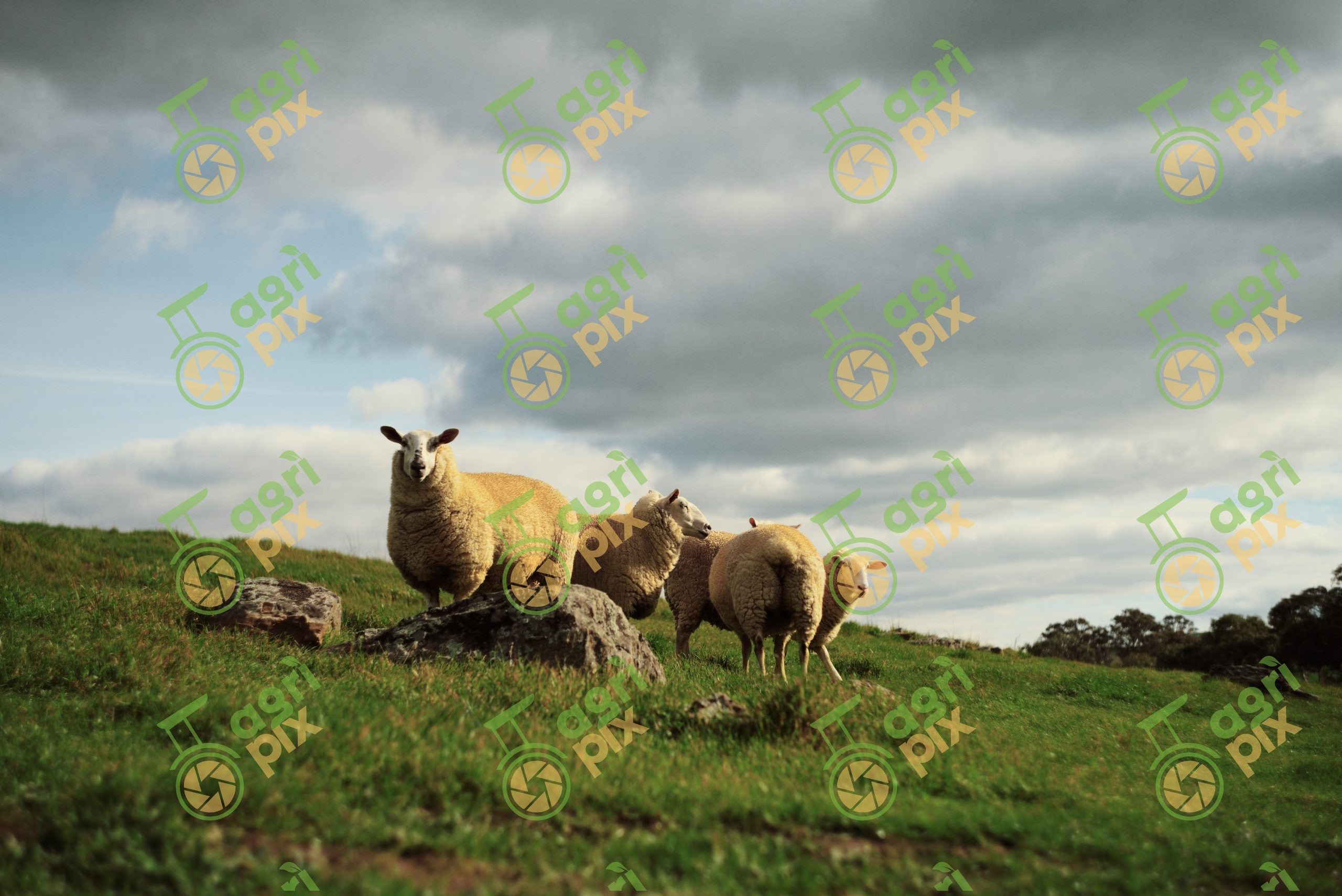 Mixed Breed Sheep with Eight Months Wool at Tungkillo, South Australia
