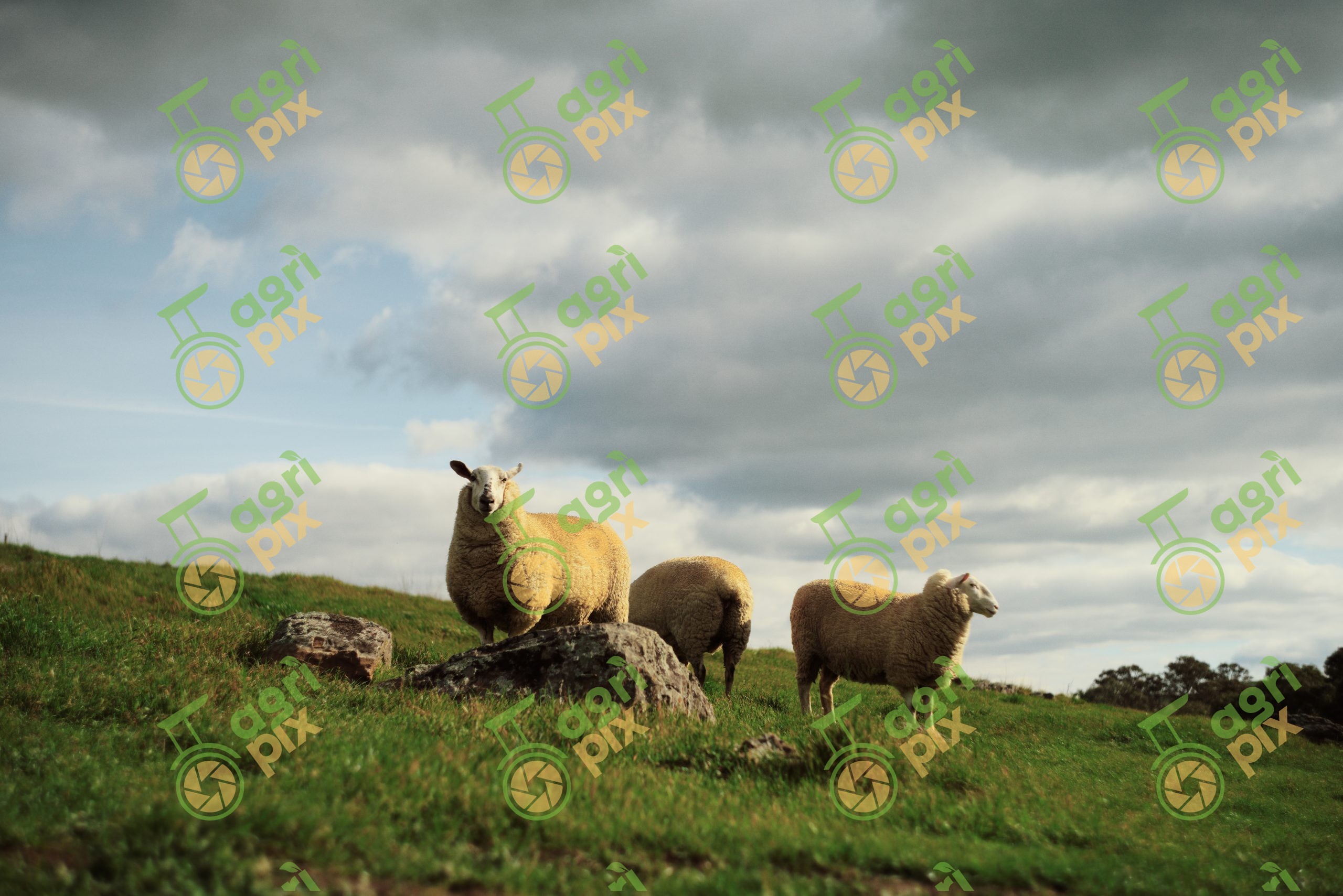 Mixed Breed Sheep with Eight Months Wool at Tungkillo, South Australia