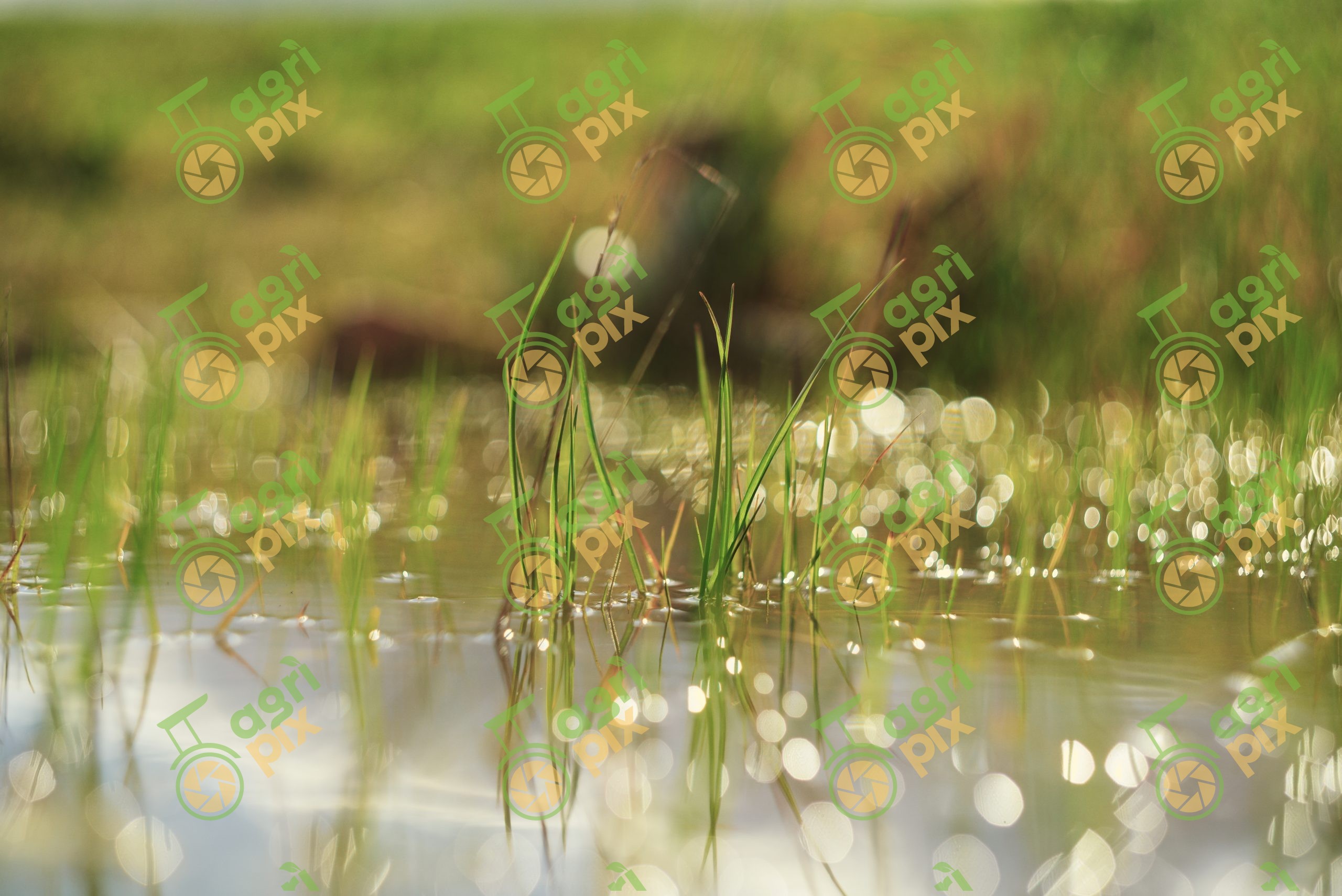 Wild Grass Growing in Seasonal Pond at Tungkillo, South Australia