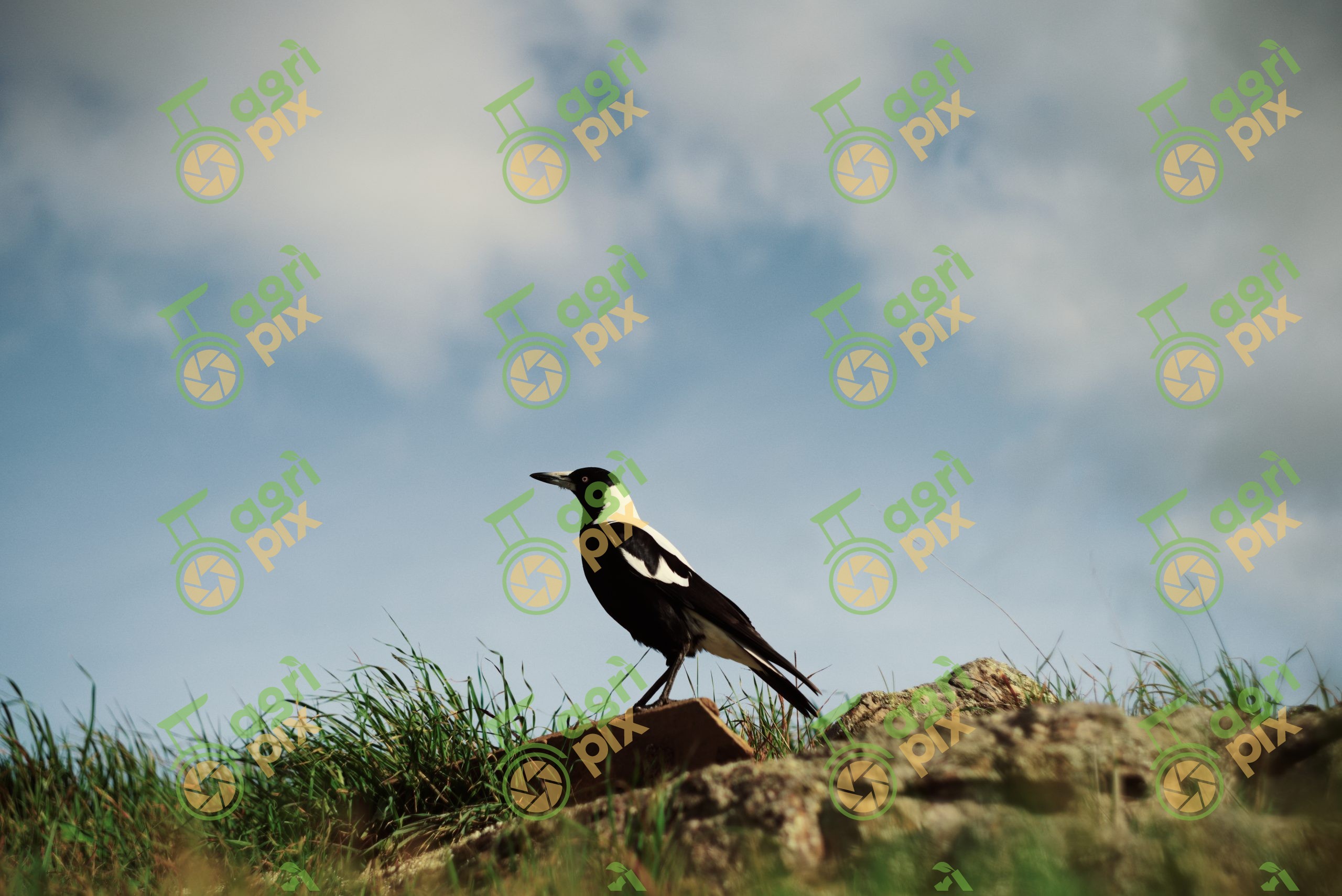 Adult Male White-backed Australian Magpie at Tungkillo, South Australia