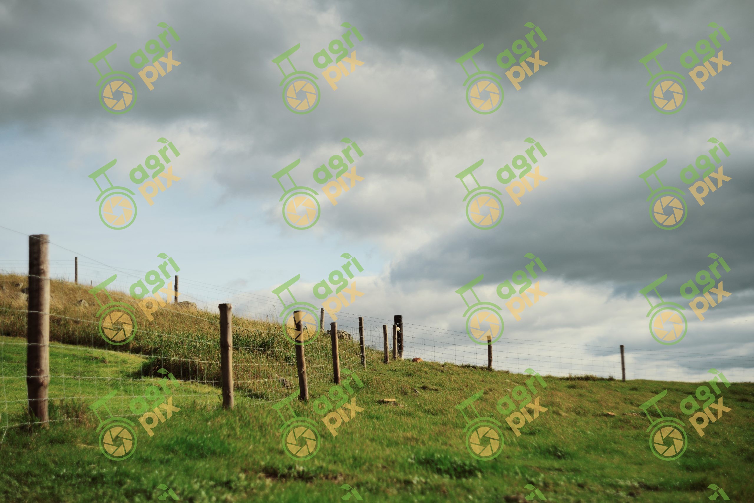 Sheep Fence in Grazing Paddock near Tungkillo, South Australia
