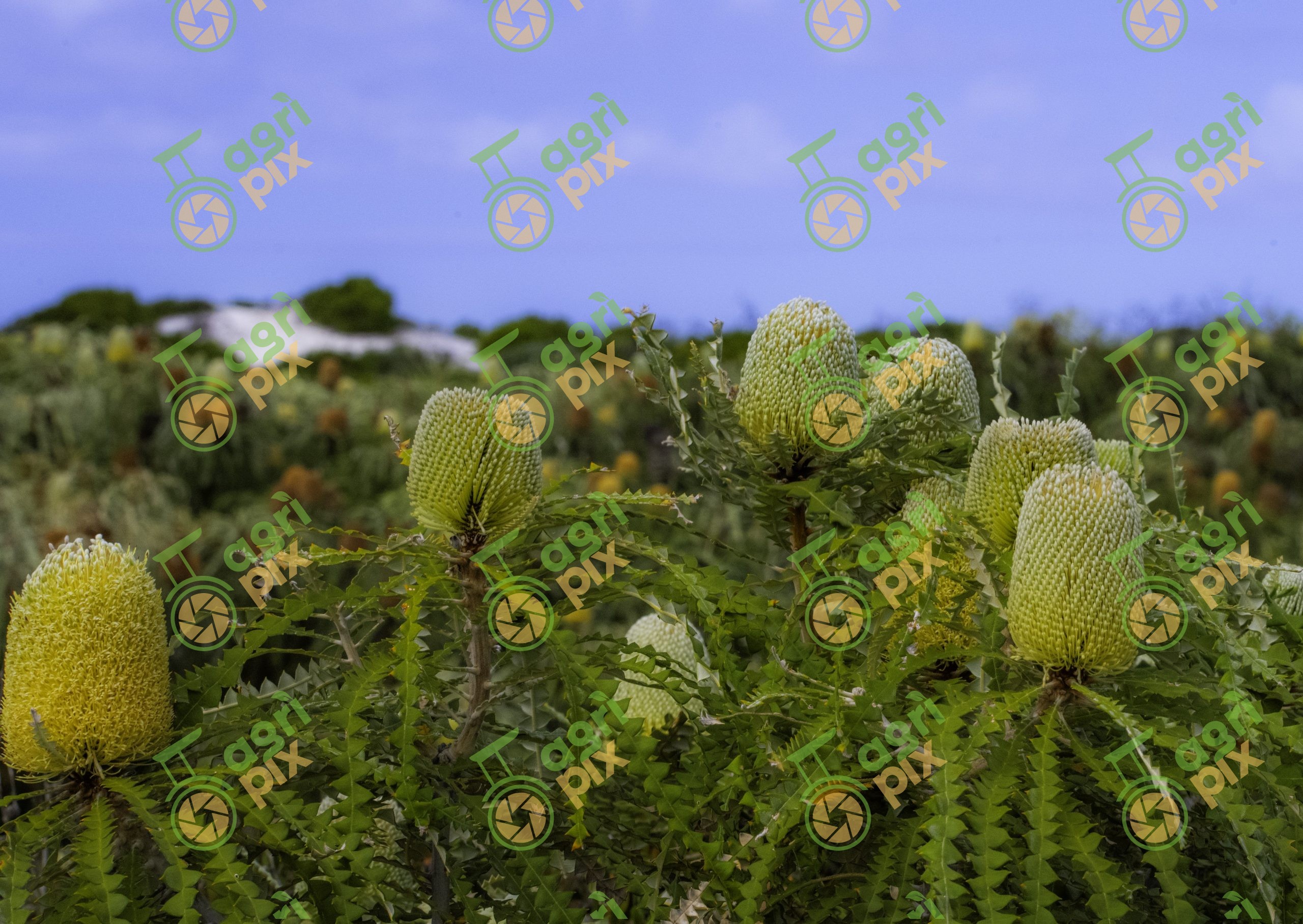 Showy Banksia Flowering at Cape Arid National Park, Western Australia