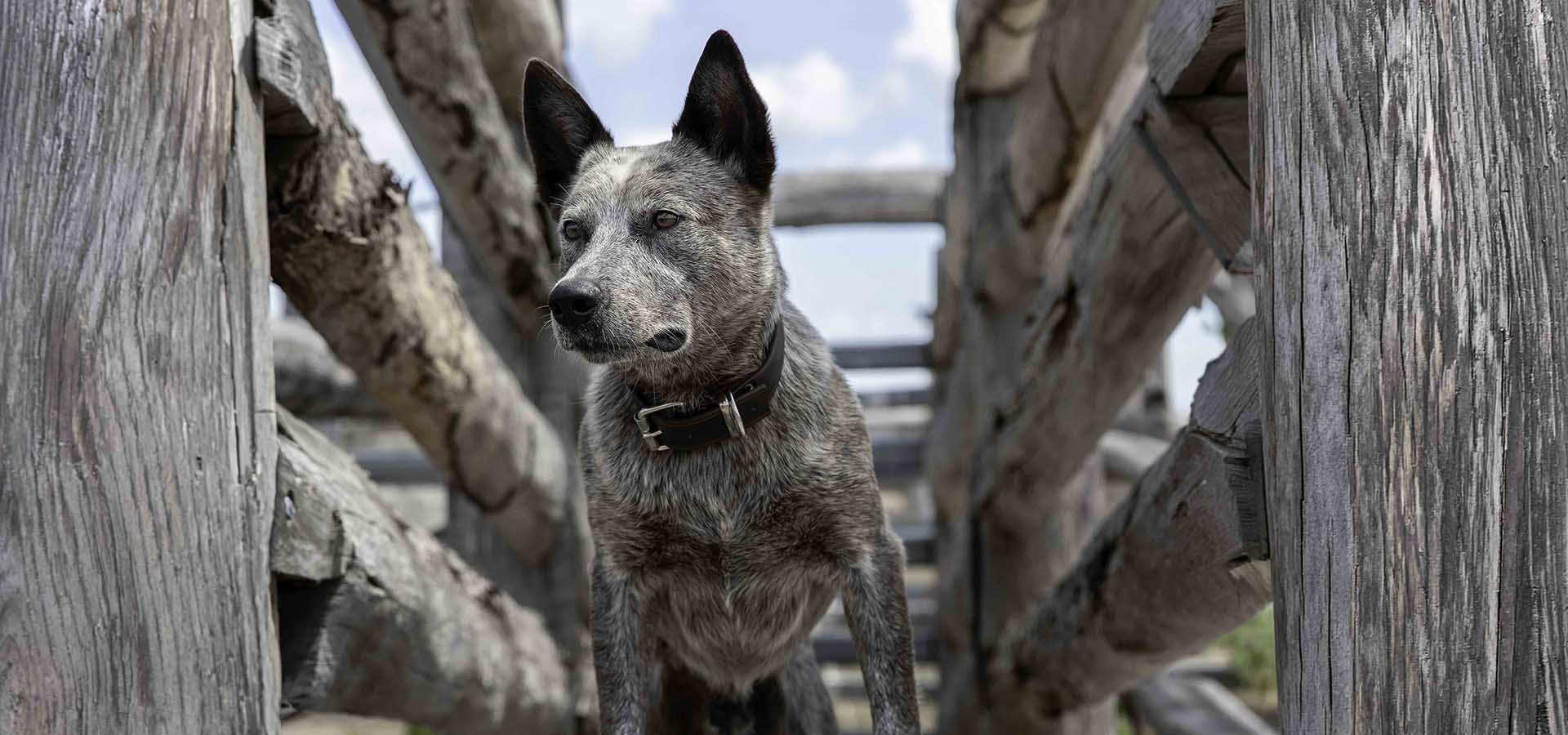 Australian Stumpy Tail Cattle Dog