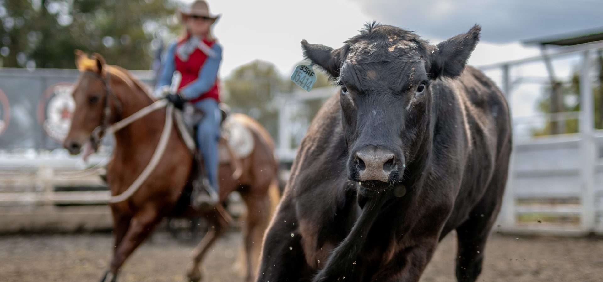 Campdraft action at Dalby Rodeo