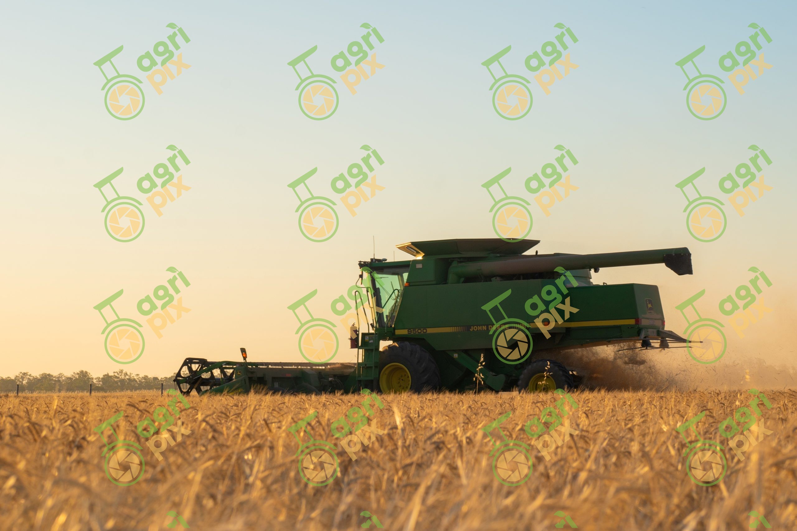Combine Harvester Working in Wheat Field at Millmerran, Queensland