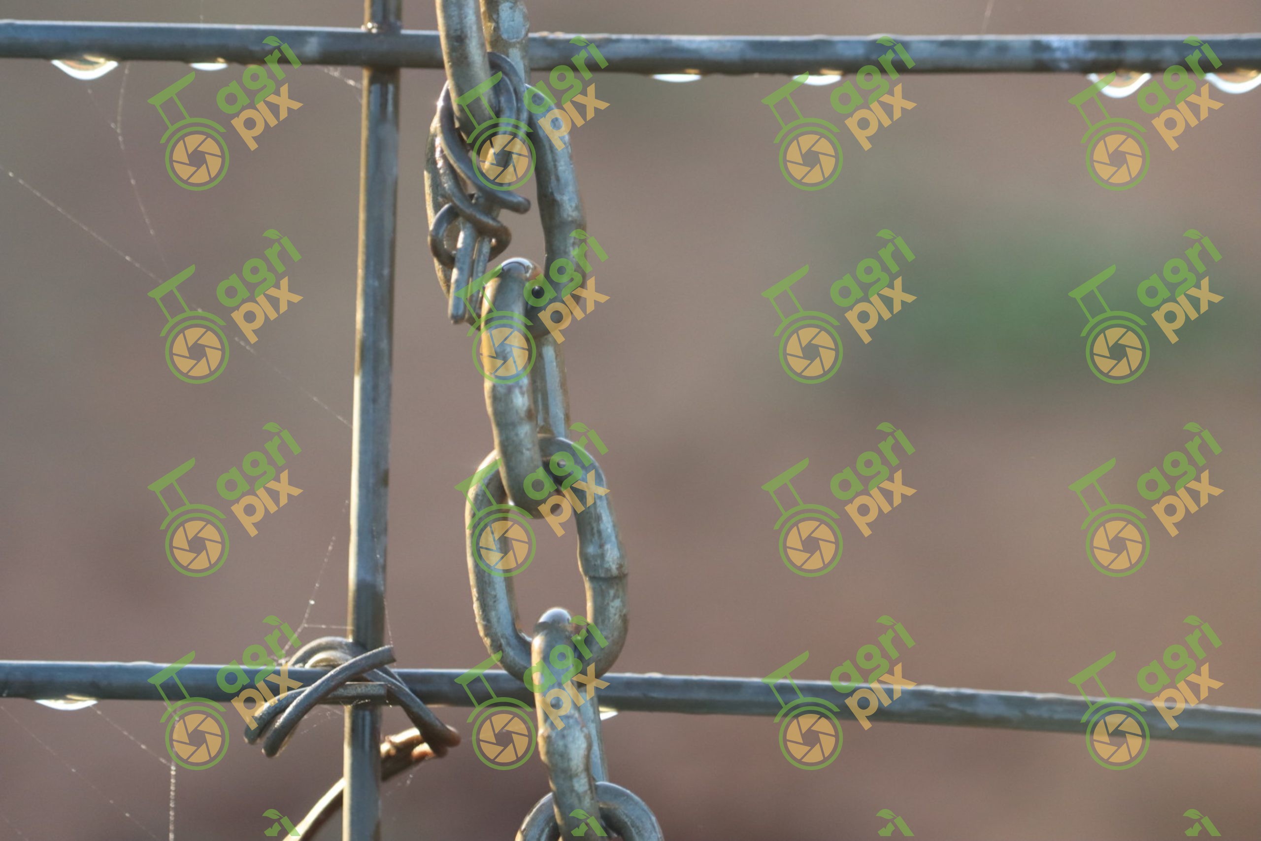 Farm Gate Chain and Wire Fencing at Nyngan, New South Wales