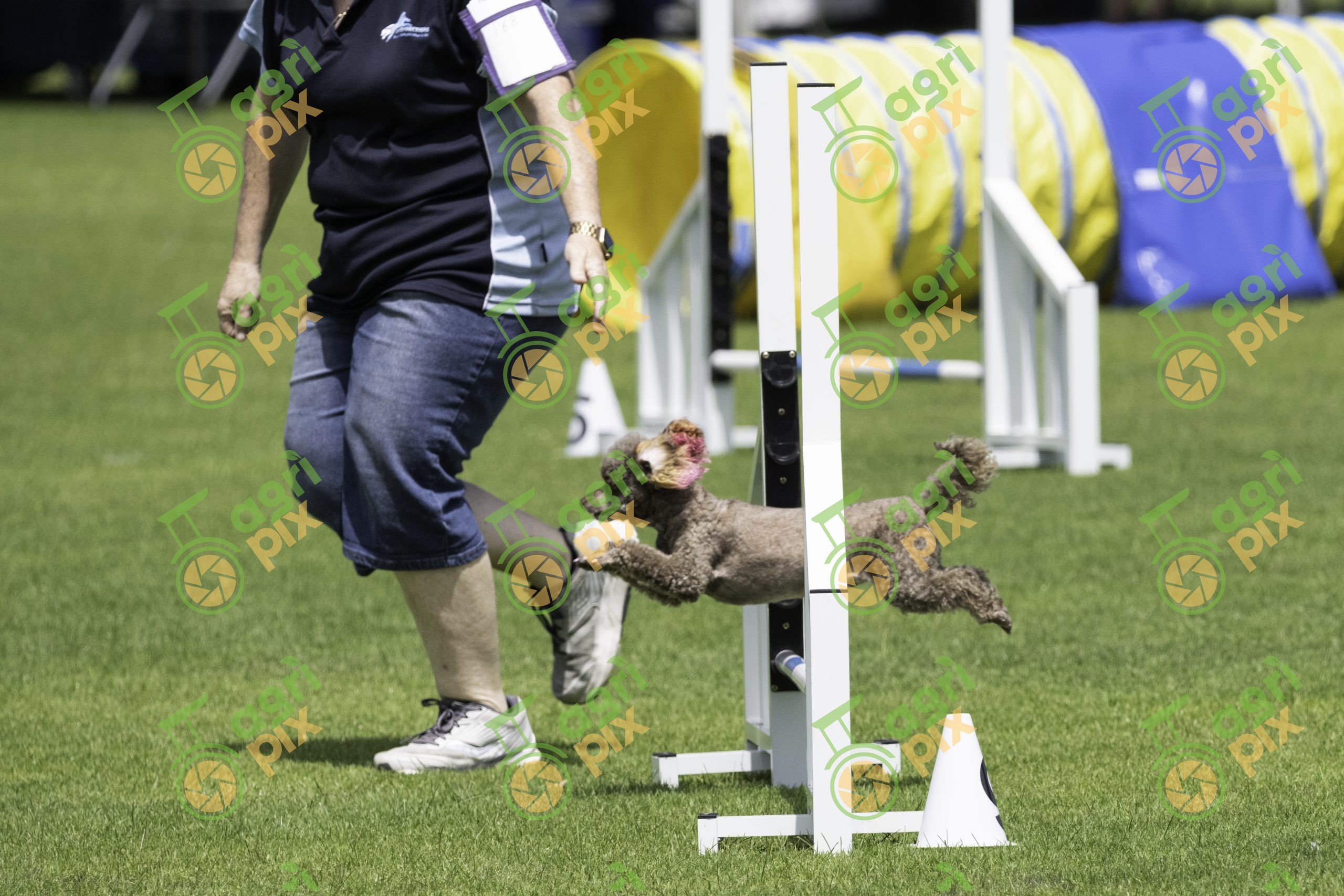 Poodle Competing in Dog Agility at Albany, Western Australia