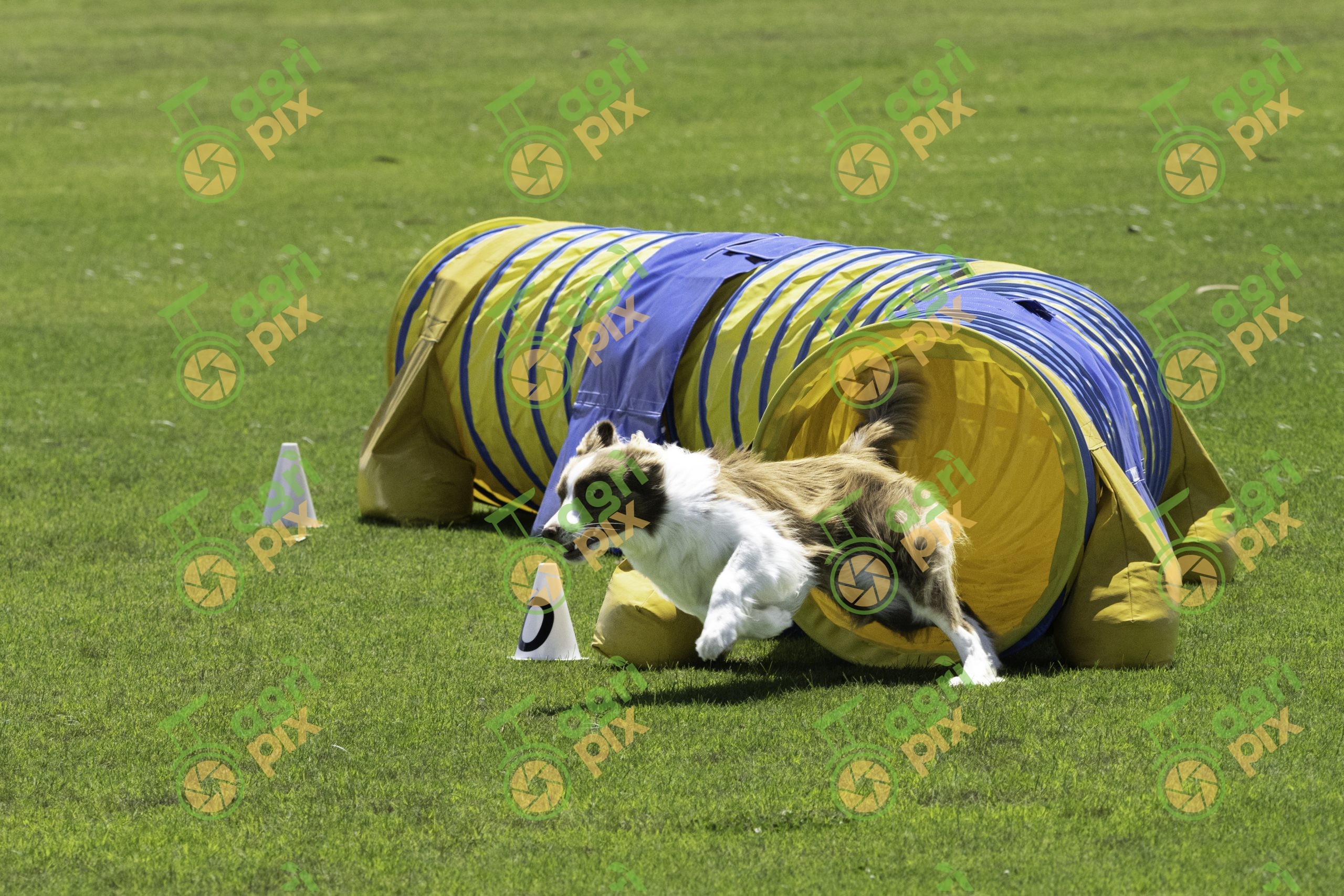 Border Collie Leaving Agility Tunnel at Albany Dog Show
