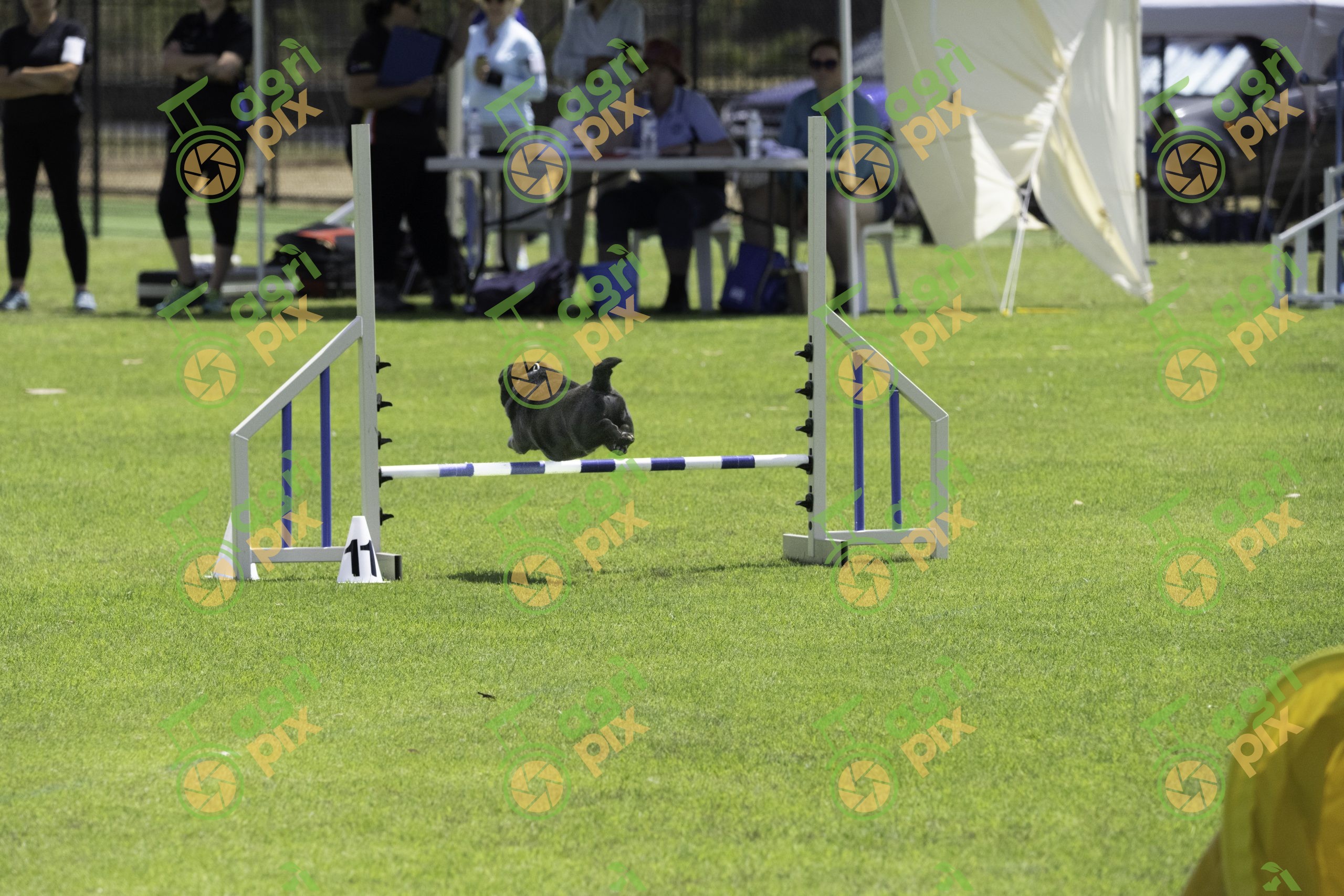 Pug Jumping During Dog Agility at Albany Dog Show 2023