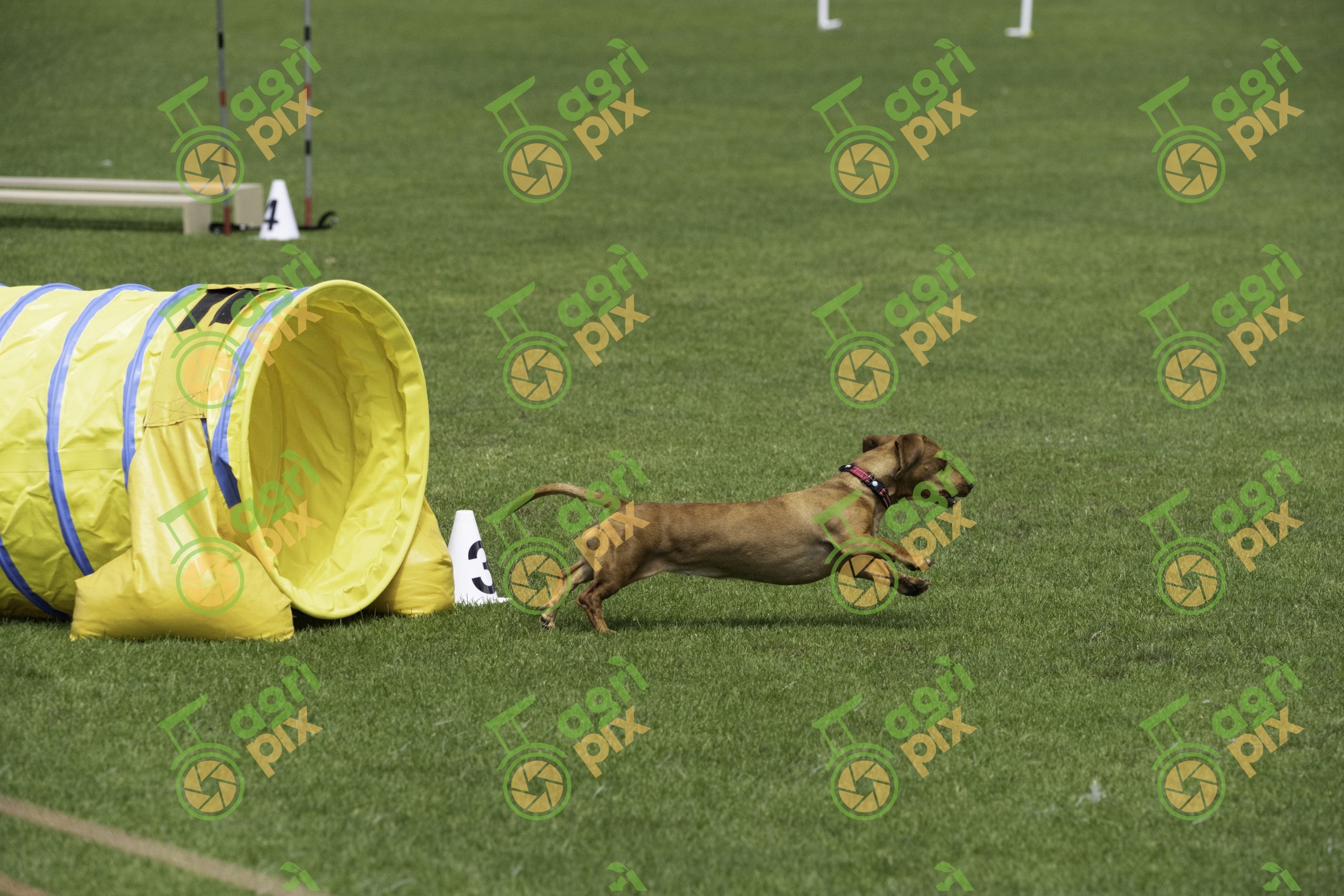 Dachshund Racing from Agility Tunnel at Albany Dog Show