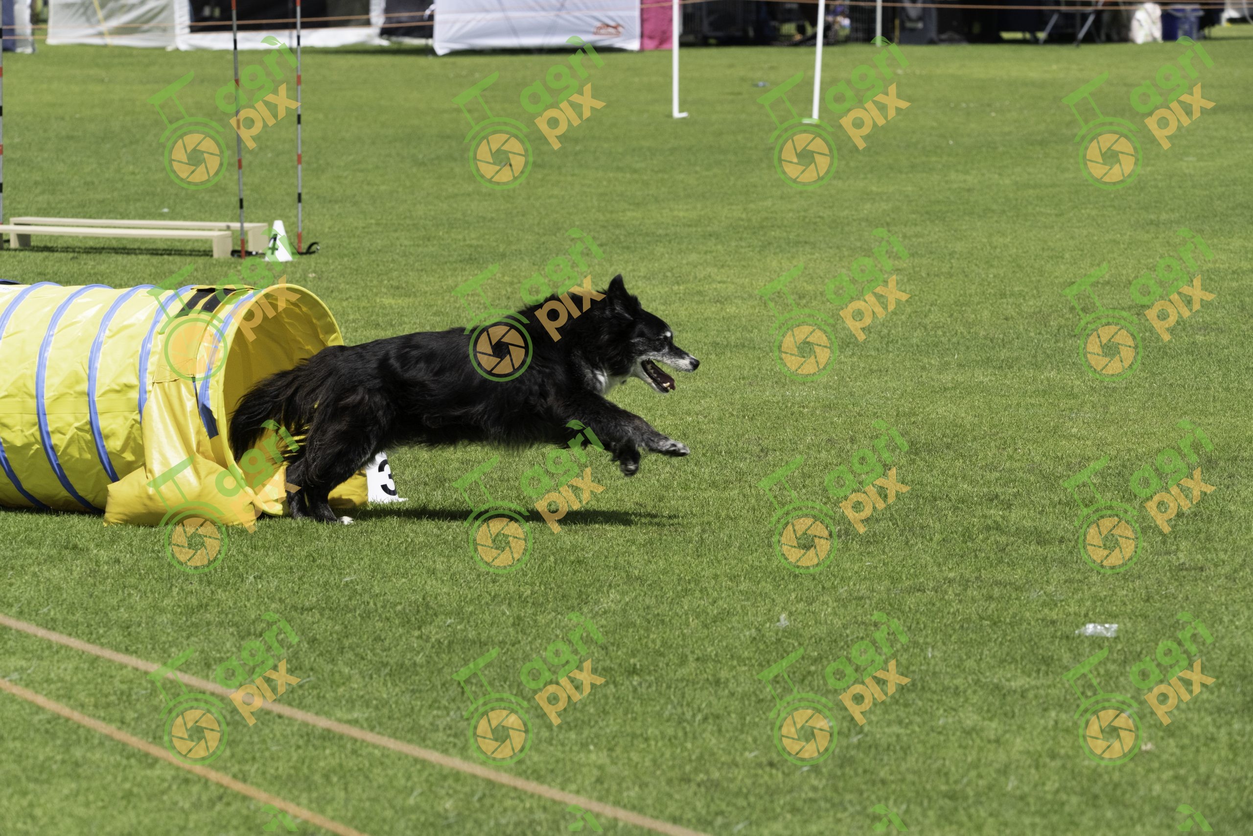 Black Dog Racing from Agility Tunnel at Albany Dog Show
