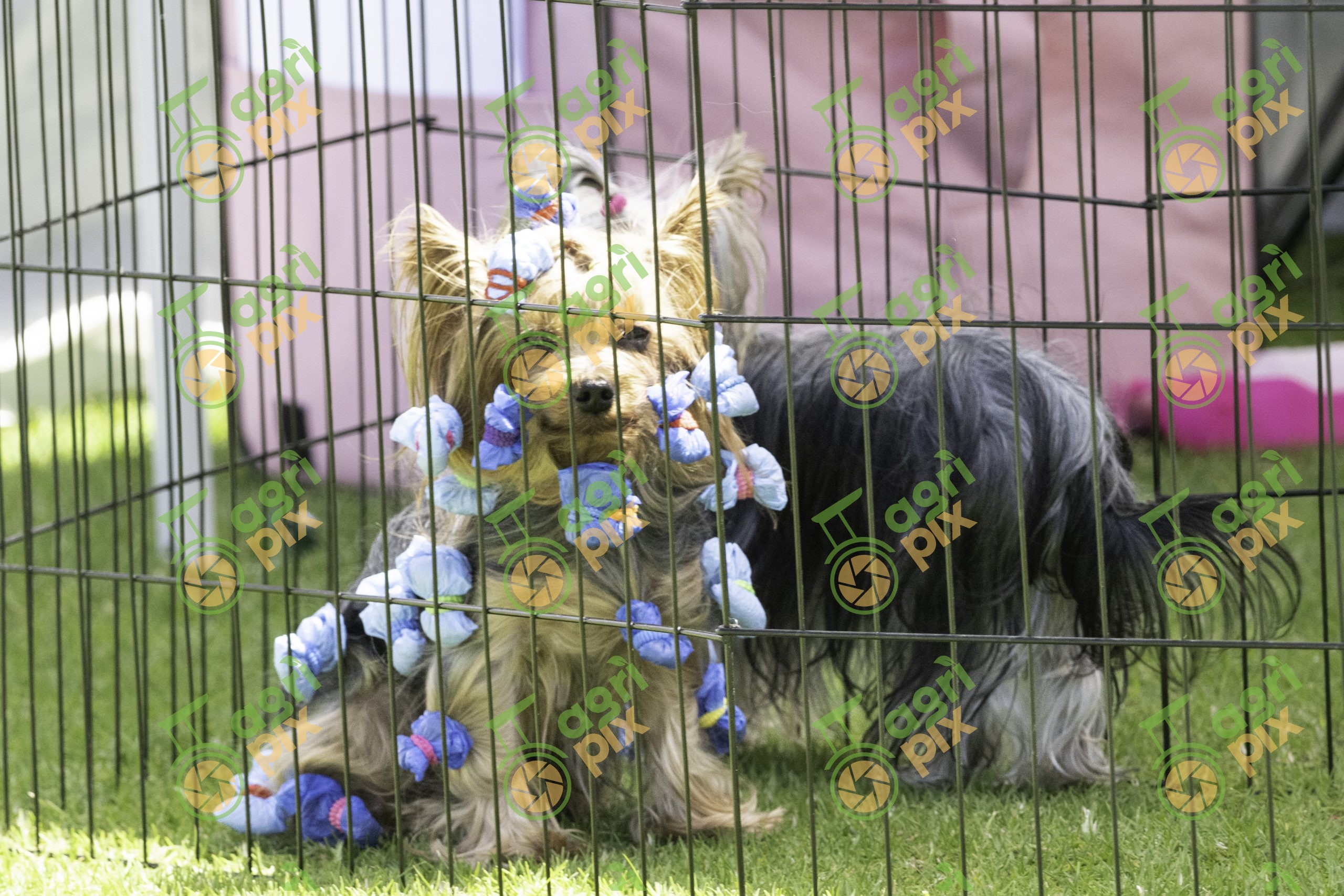Yorkshire Terriers at Albany Dog Show, Western Australia