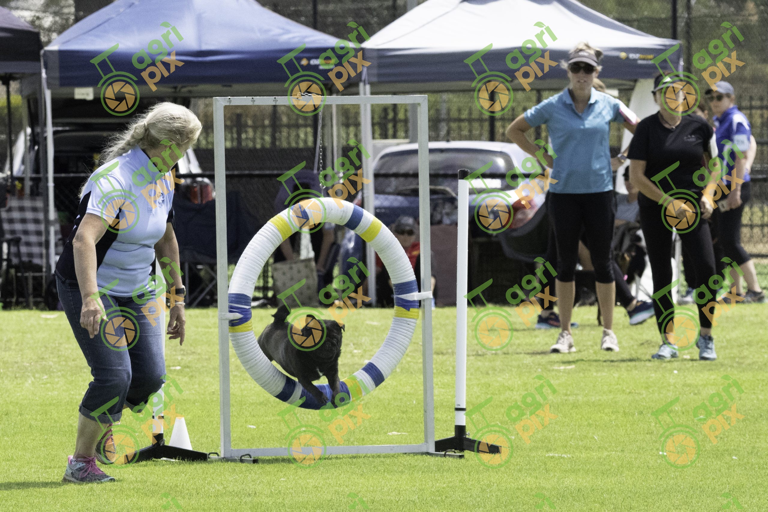 Pug Jumping Through Agility Tyre at Albany Dog Show 2023