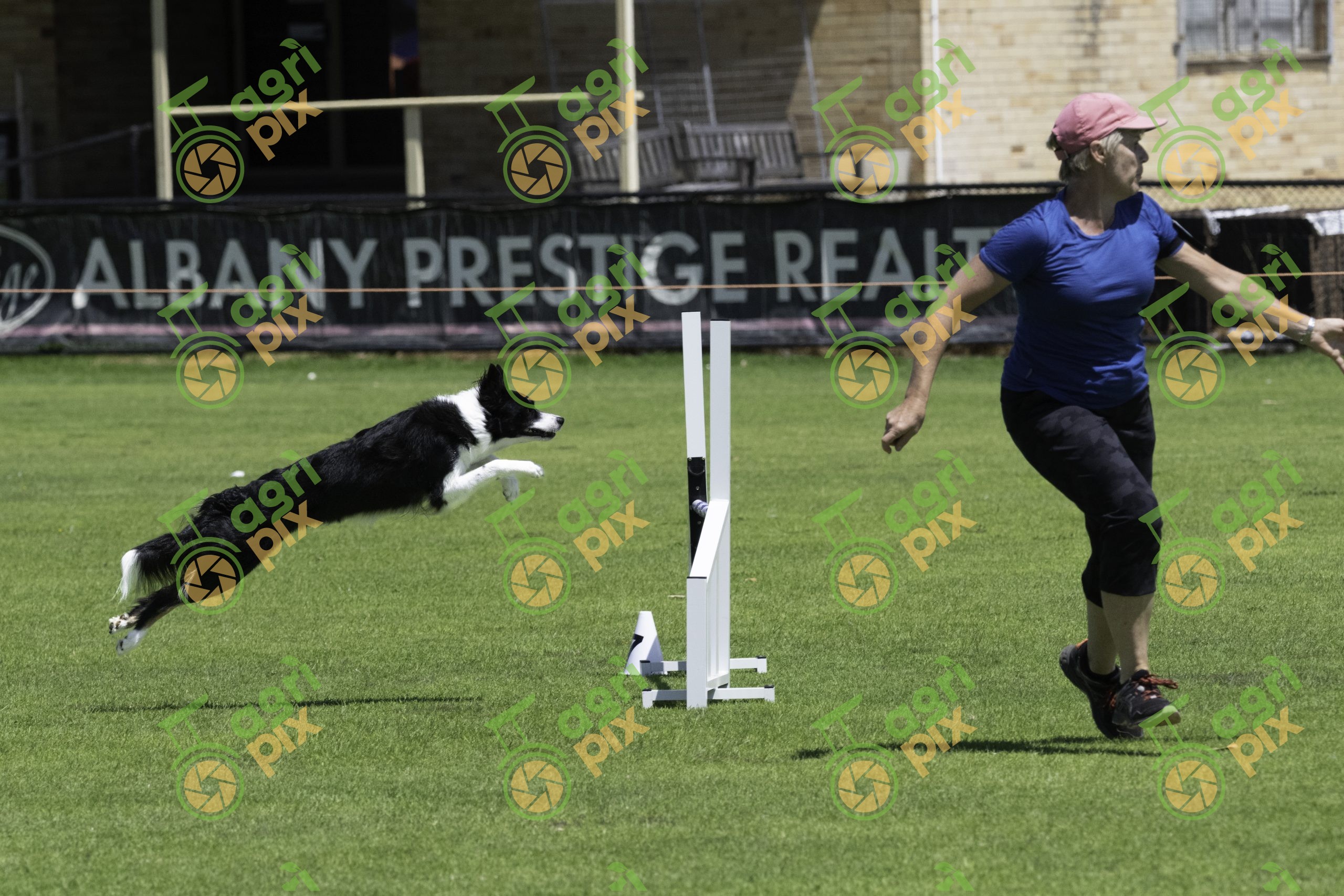 Border Collie in Agility Competition at Albany Dog Show 2023