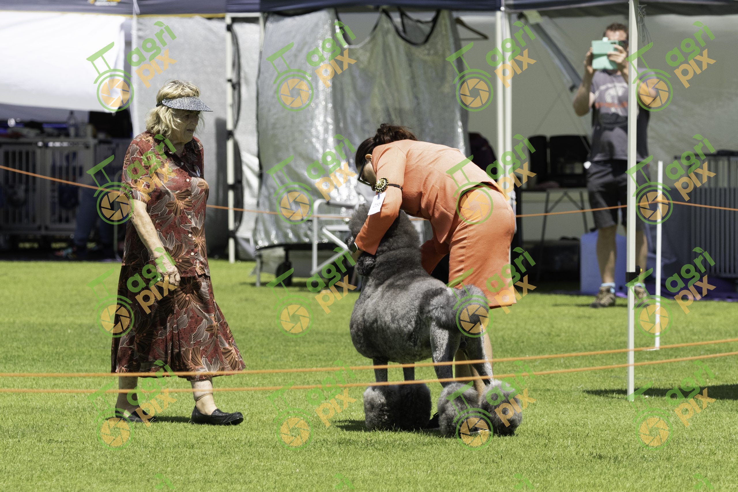 Standard Poodle Being Judged at Albany Dog Show, Western Australia