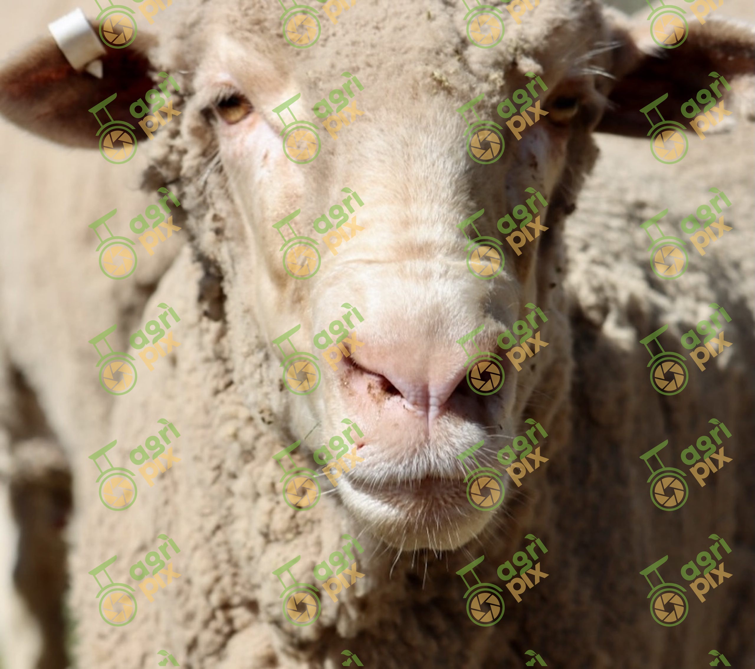 Merino Ewe Close-Up at Nyngan, New South Wales