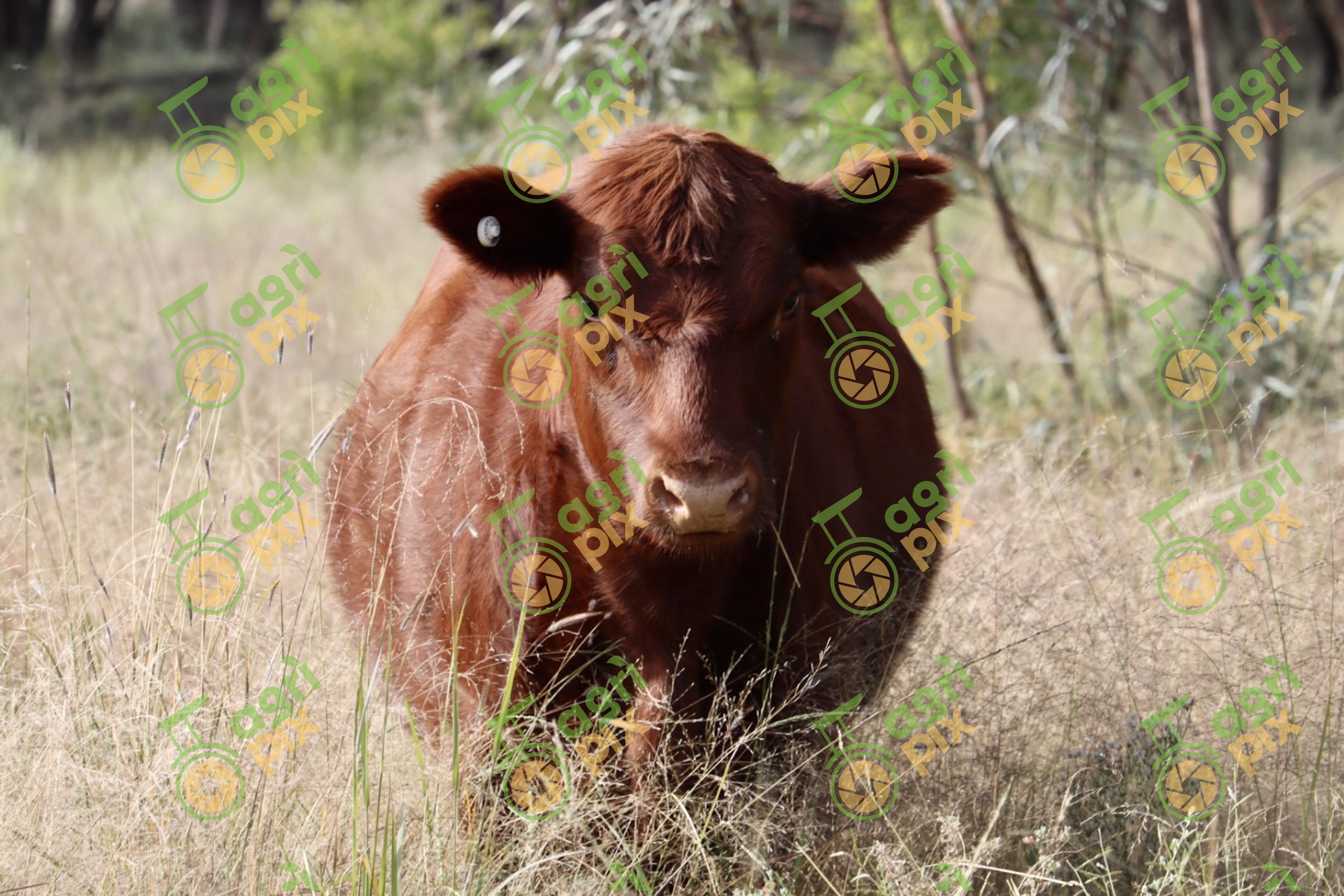 Red Angus-Type Beef Cattle near Nyngan, New South Wales