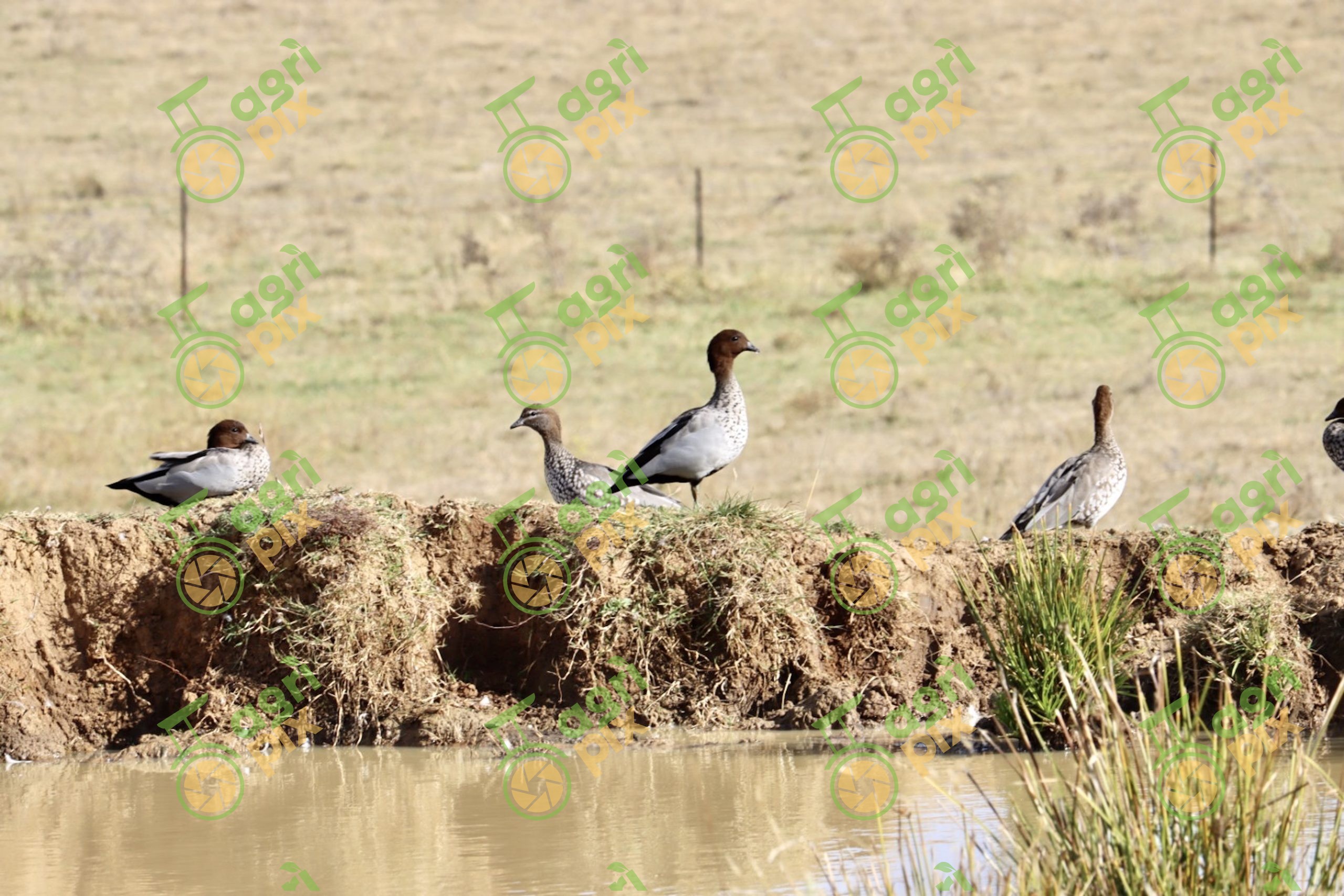 Australian Wood Ducks Beside Farm Dam near Nyngan NSW