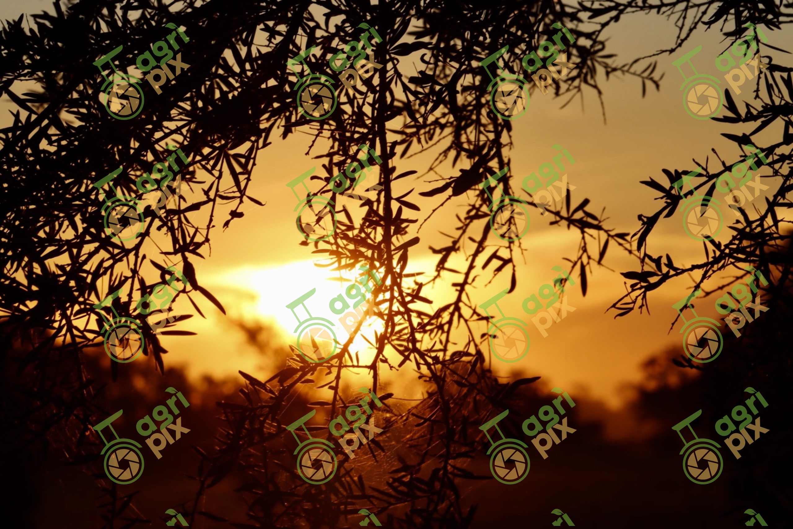 Sunset Through Native Foliage near Nyngan, New South Wales