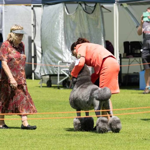 From campdrafts and rodeos to regional canine champions