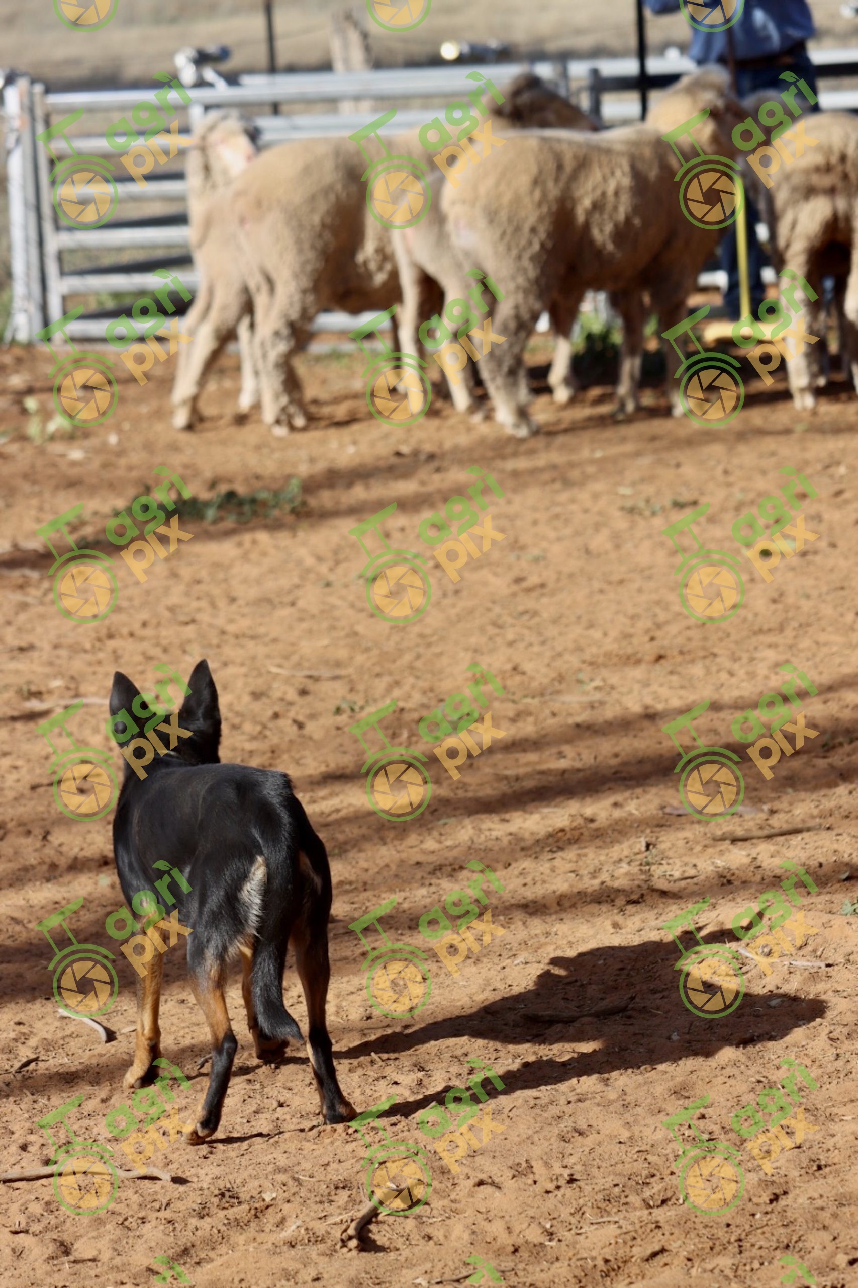 Australian Kelpie Working Sheep in Yards near Nyngan NSW
