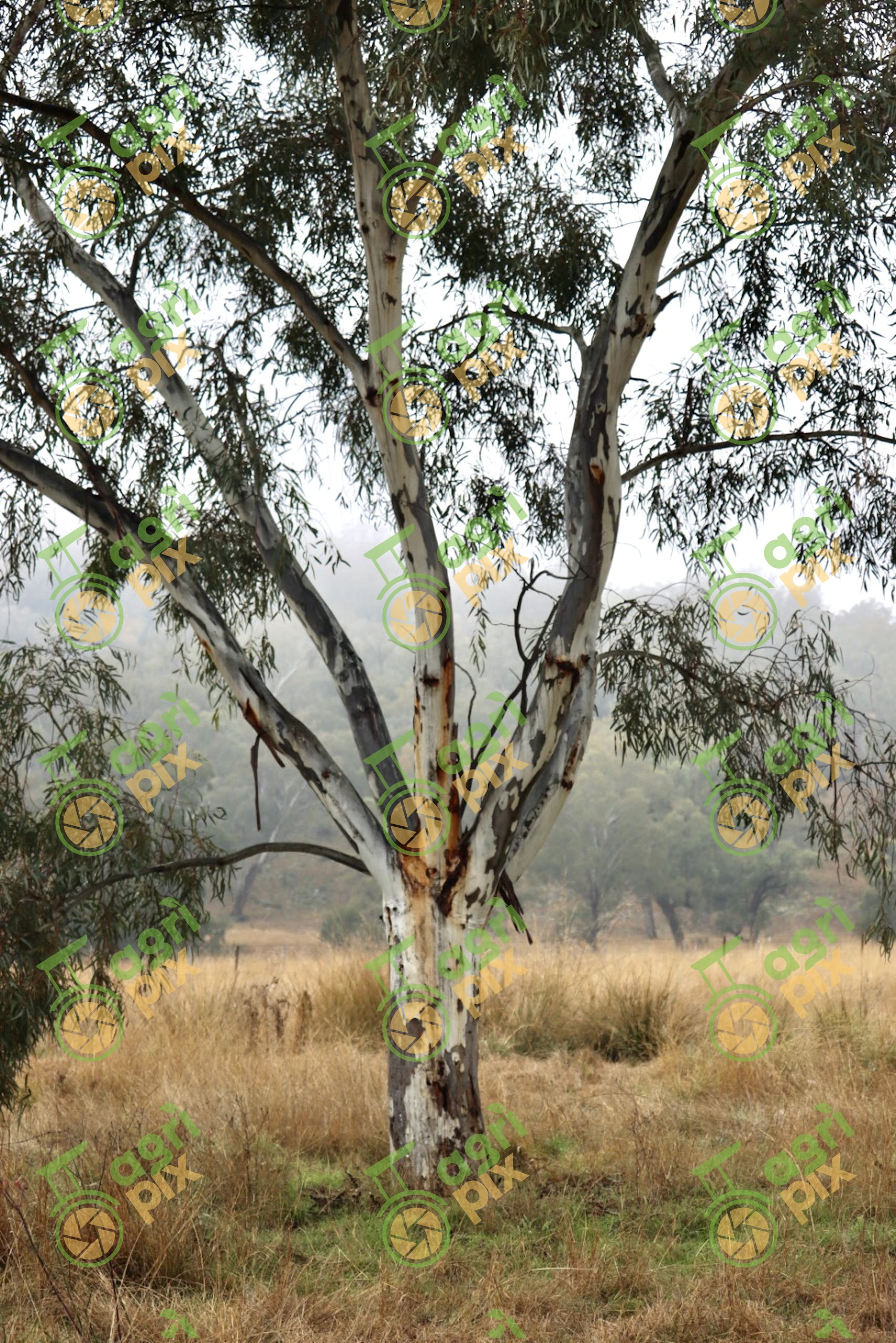 Young River Red Gum in Rural Landscape near Nyngan NSW
