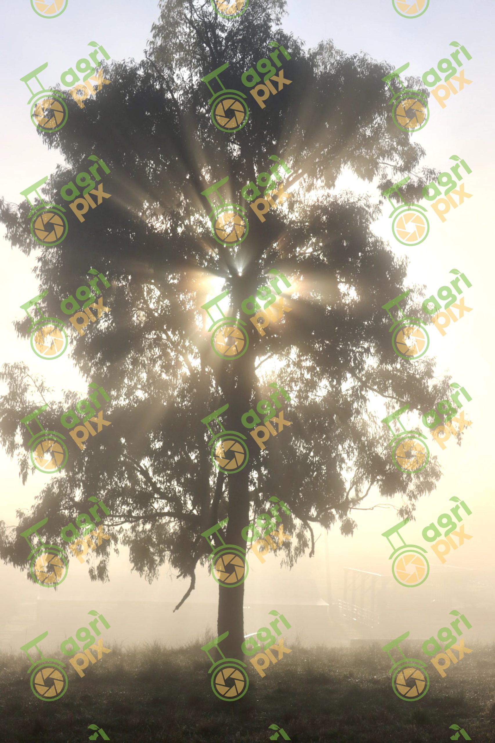 Sunlight Through Eucalyptus in Morning Mist near Nyngan NSW