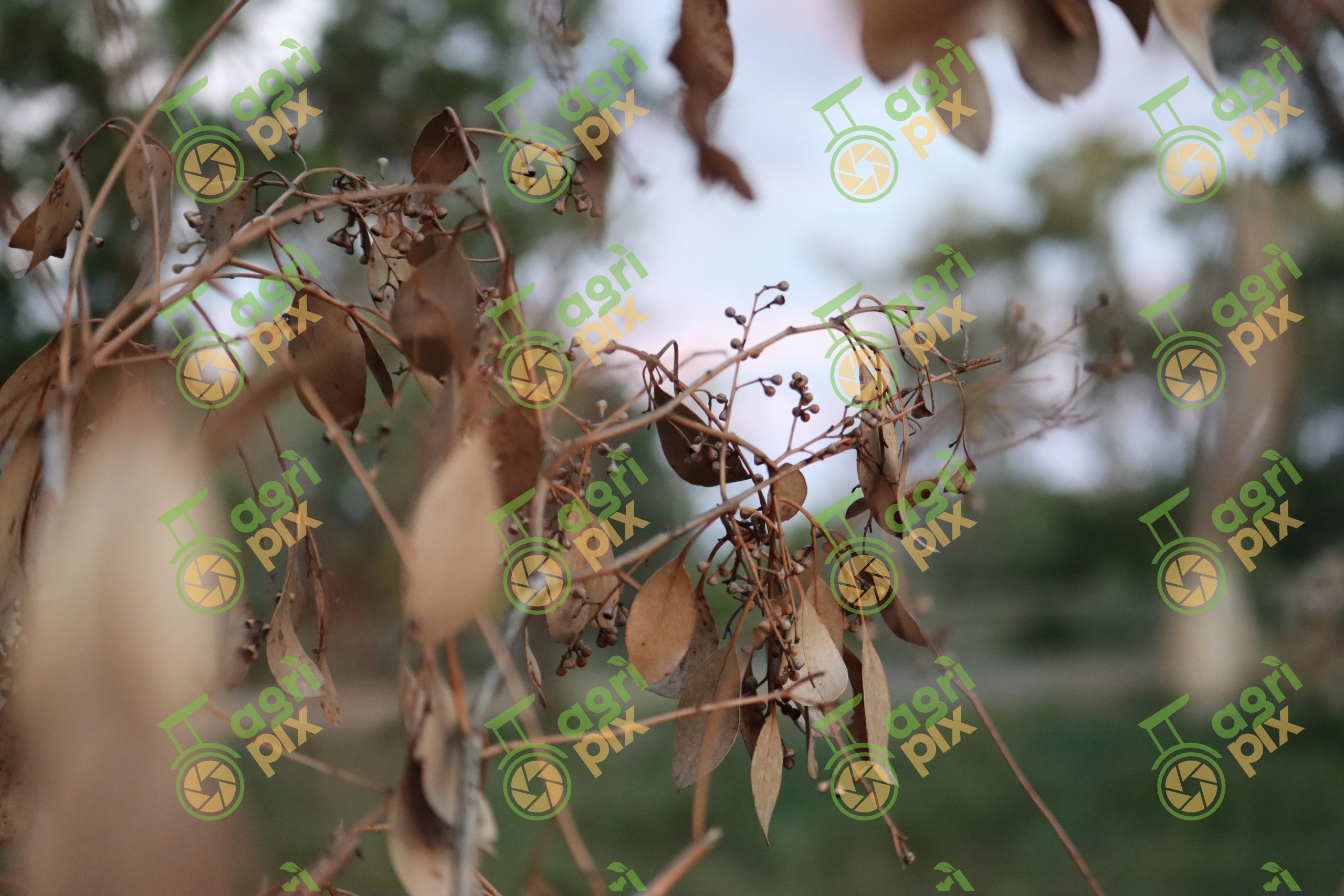 Dried Eucalyptus Branch and Gumnuts near Nyngan NSW